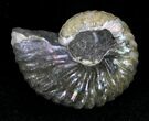 Hoploscaphites Ammonite - South Dakota #22704-1
